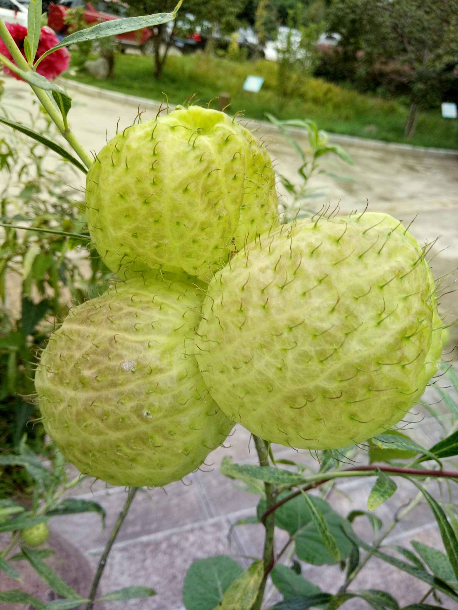 lol新英雄-涆骼?d螤迩?羿??焳~M?q?a朔??